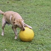Kerbl 82274 Hundespielball aus Kunststoff, 30 cm, gelb