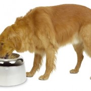Dogit 73660 erhöhter Futternapf für große Hunde, 2.5 L